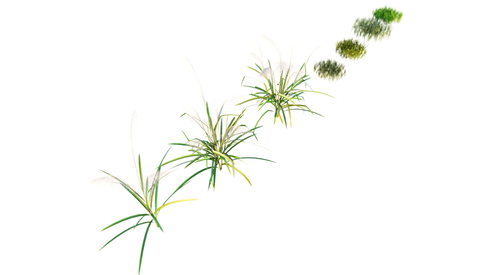 Reed grass 3D model | CGTrader