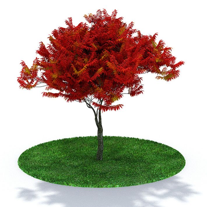 Tree  Red Leaf Tree With Green Grass 3D model
