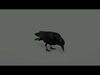 Carrion Crow Animated VFX Grace 3D model_8