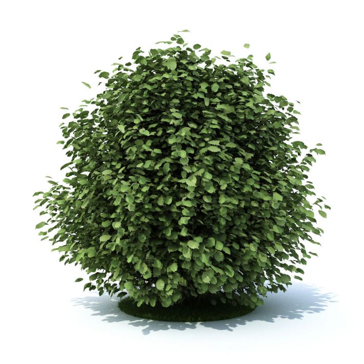 Green Leaf Shrub