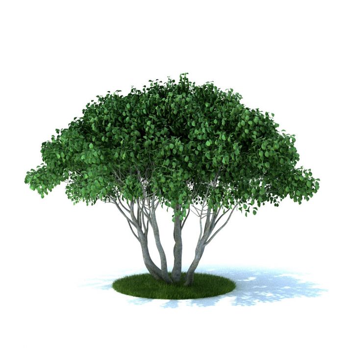 Leaf Tree 3D model