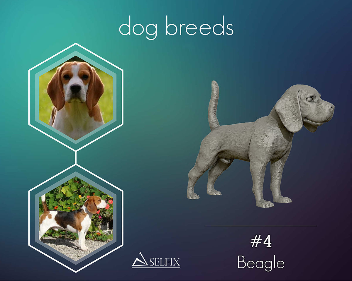 Beagle model 3D print model dog 3D model 3D printable | CGTrader