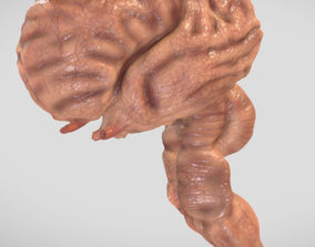無料 脳 3dモデル Cgtrader