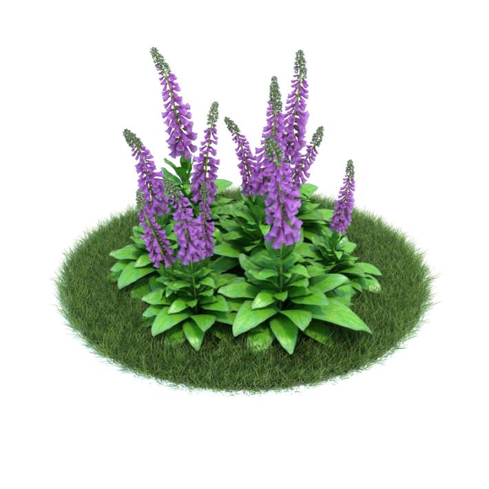 Green Purple Flower Shrub 3D model