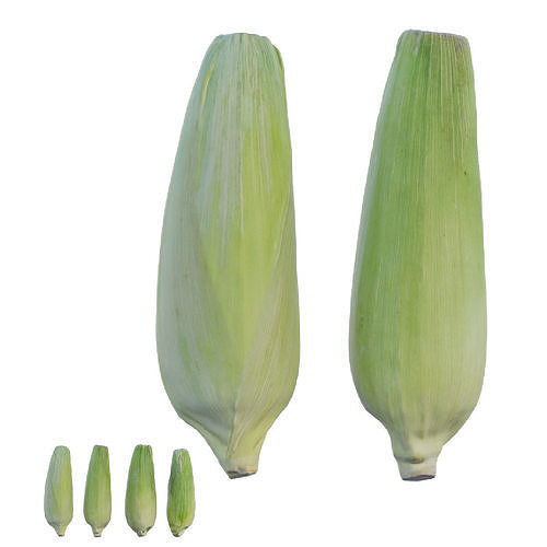 Corn 01