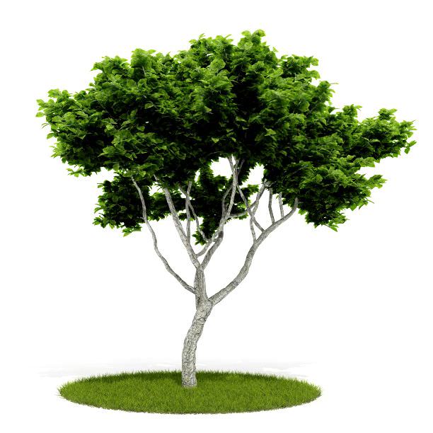 Green Leaf Tree