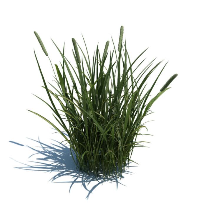 Tall Green Grass