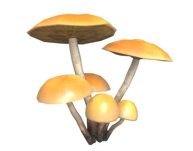 3D model Funeral Bell Mushrooms Set VR / AR / lowpoly CGTrader