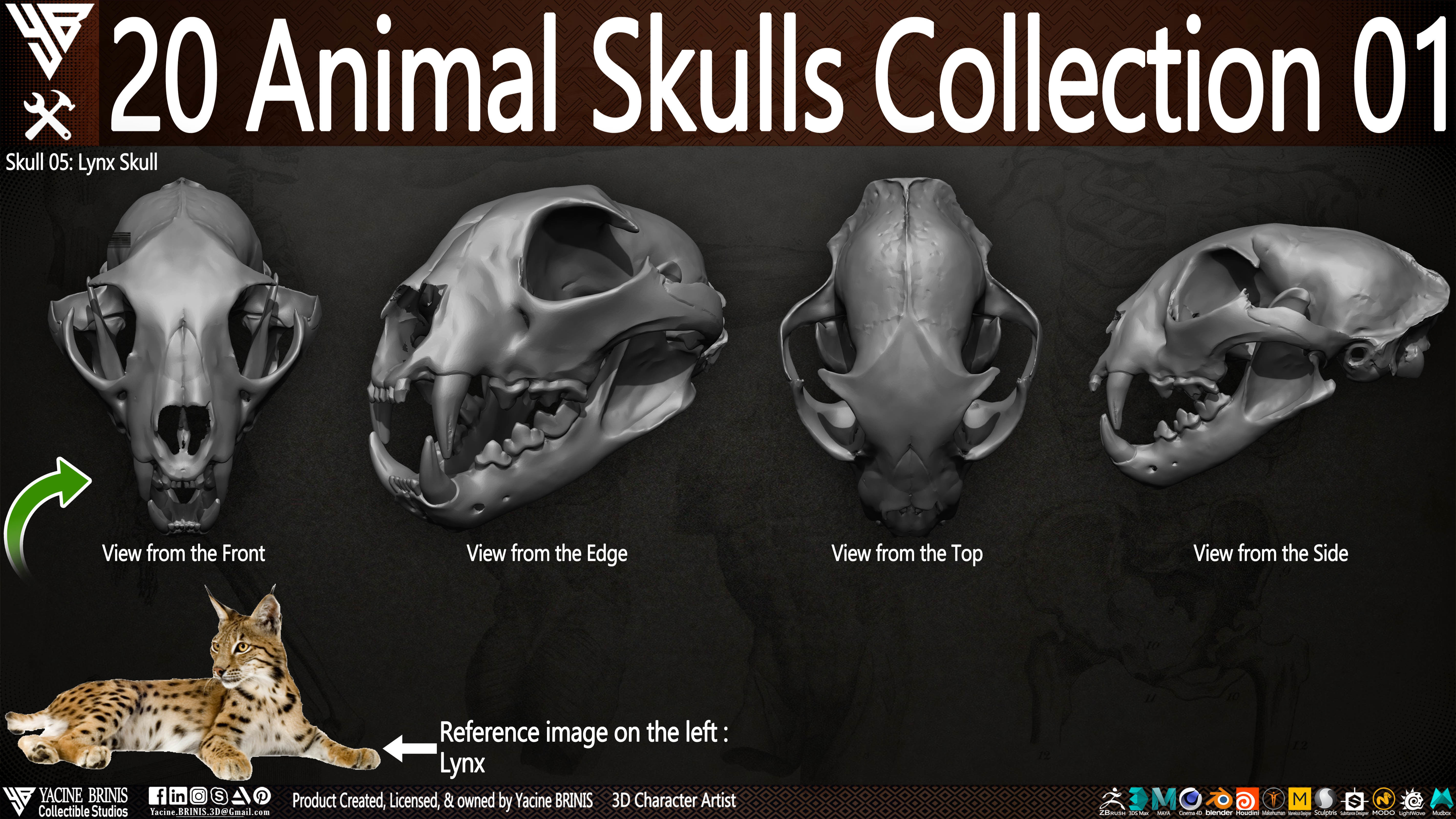 3D model 20 Animal Skulls Collection 01 VR / AR / lowpoly CGTrader