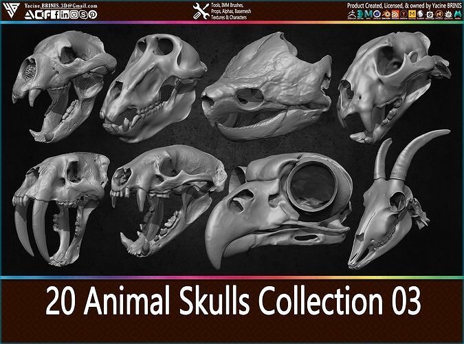 3D model 20 Animal Skulls Collection 03 VR / AR / lowpoly CGTrader