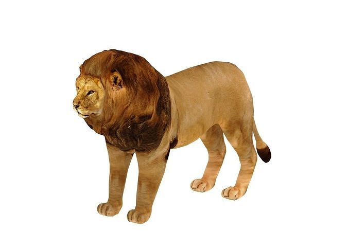 Lion 3D Model Game Ready Low-poly 3D model