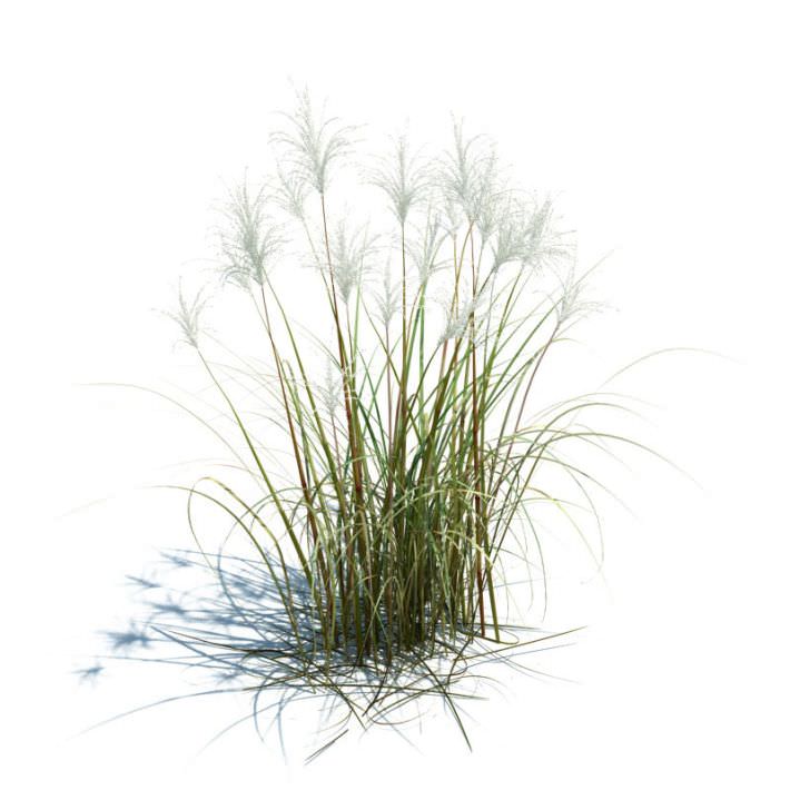 Amur Silver Grass