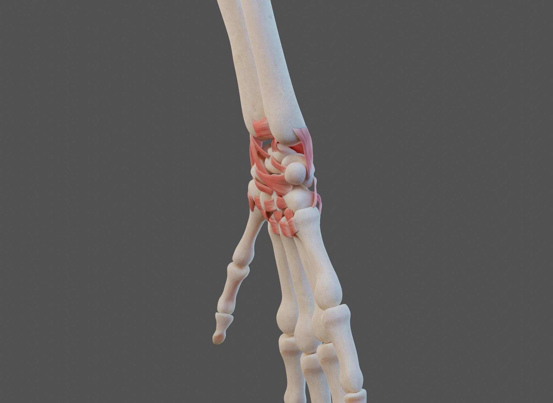 Wrist Joint Ligaments 3D model CGTrader