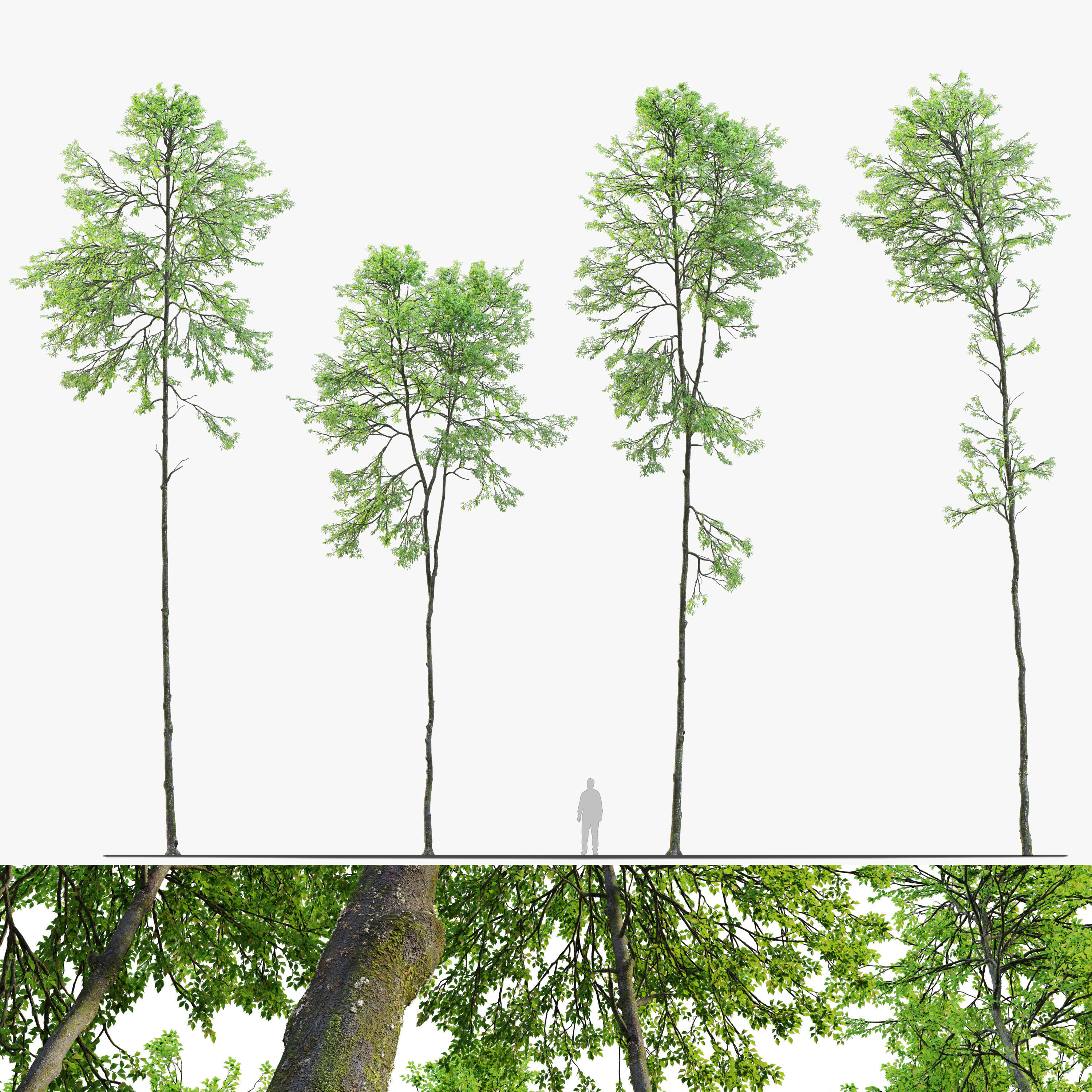Forest trees set 03 3D model | CGTrader