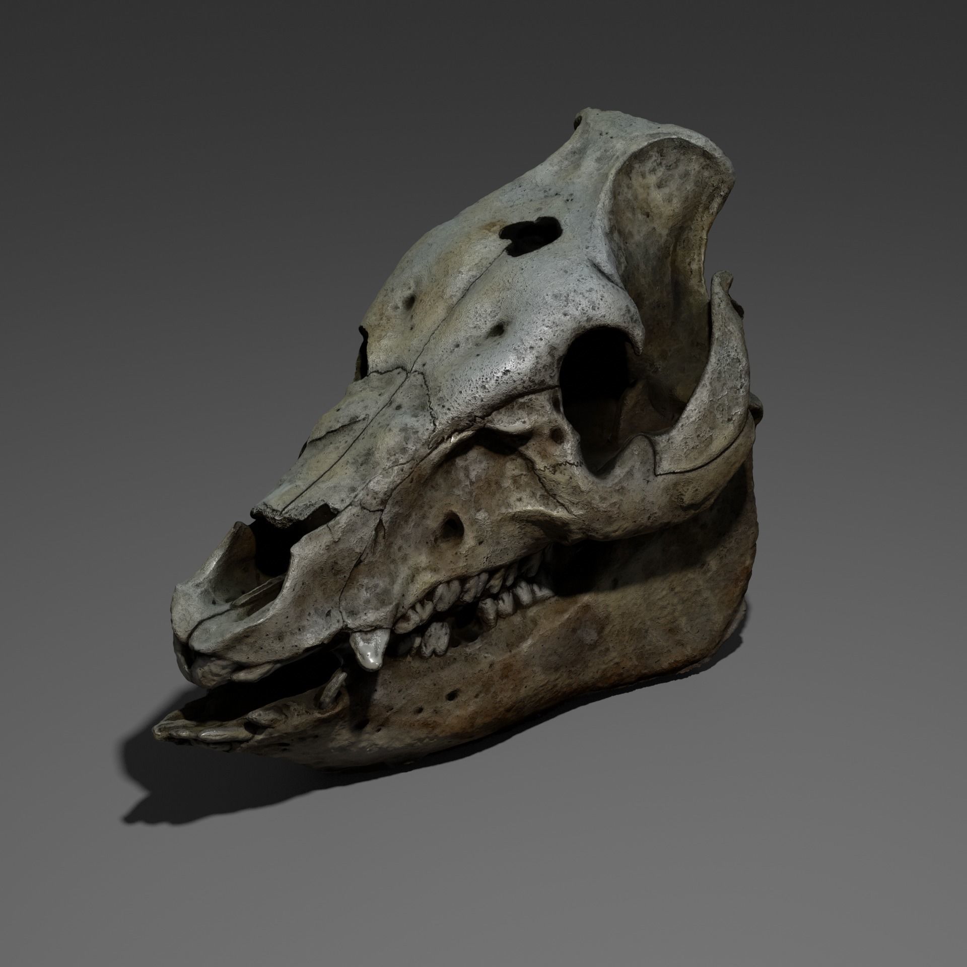 Animal skull pig cranium Photoscan 3D model CGTrader