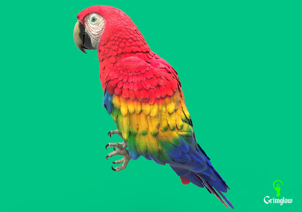 Scarlet macaw 3D model 3D printable | CGTrader
