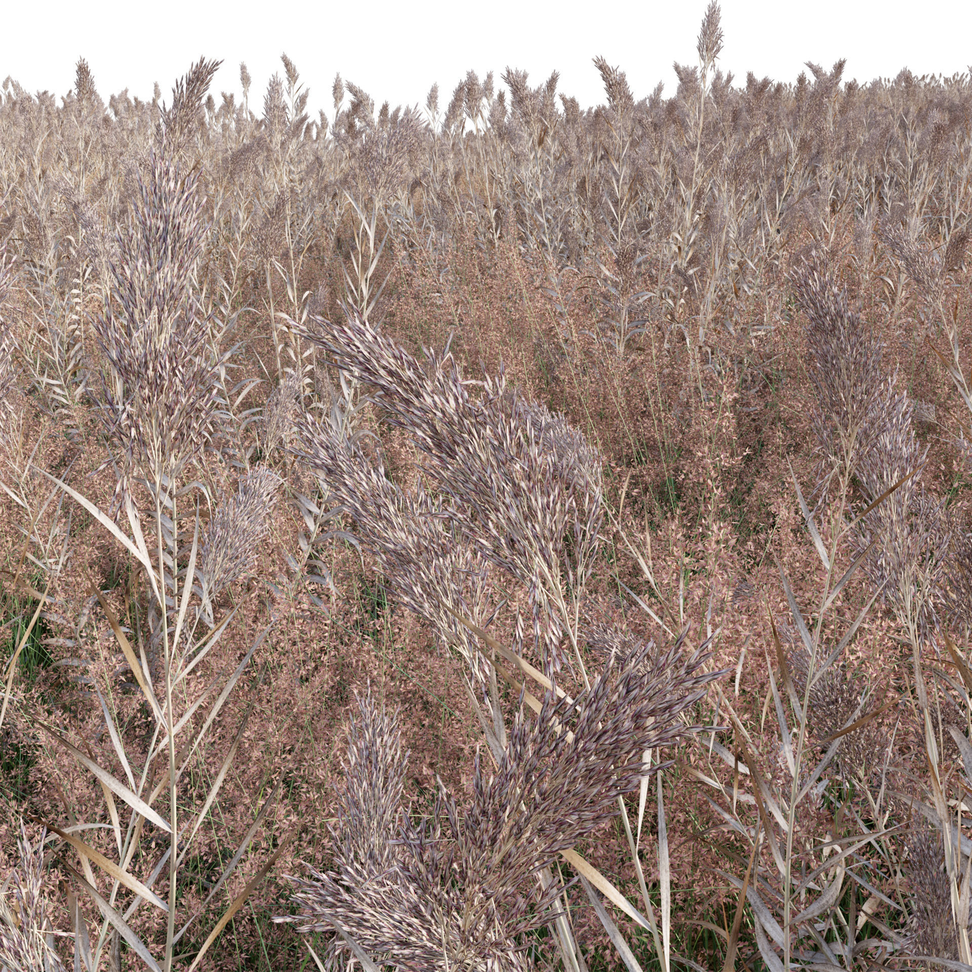 Arundo donax Giant Reed Spanish Reed 03 3D model CGTrader