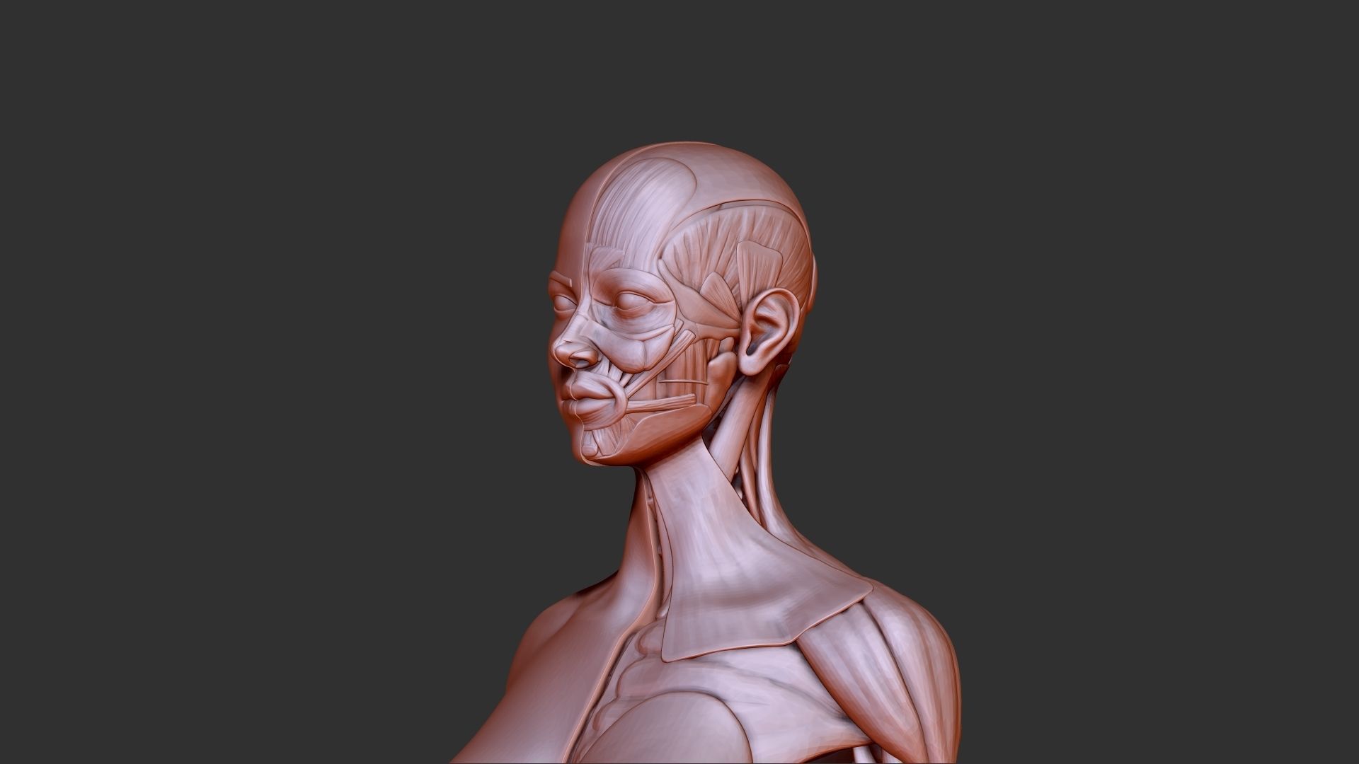 Female anatomy 3d print 3D model 3D printable CGTrader