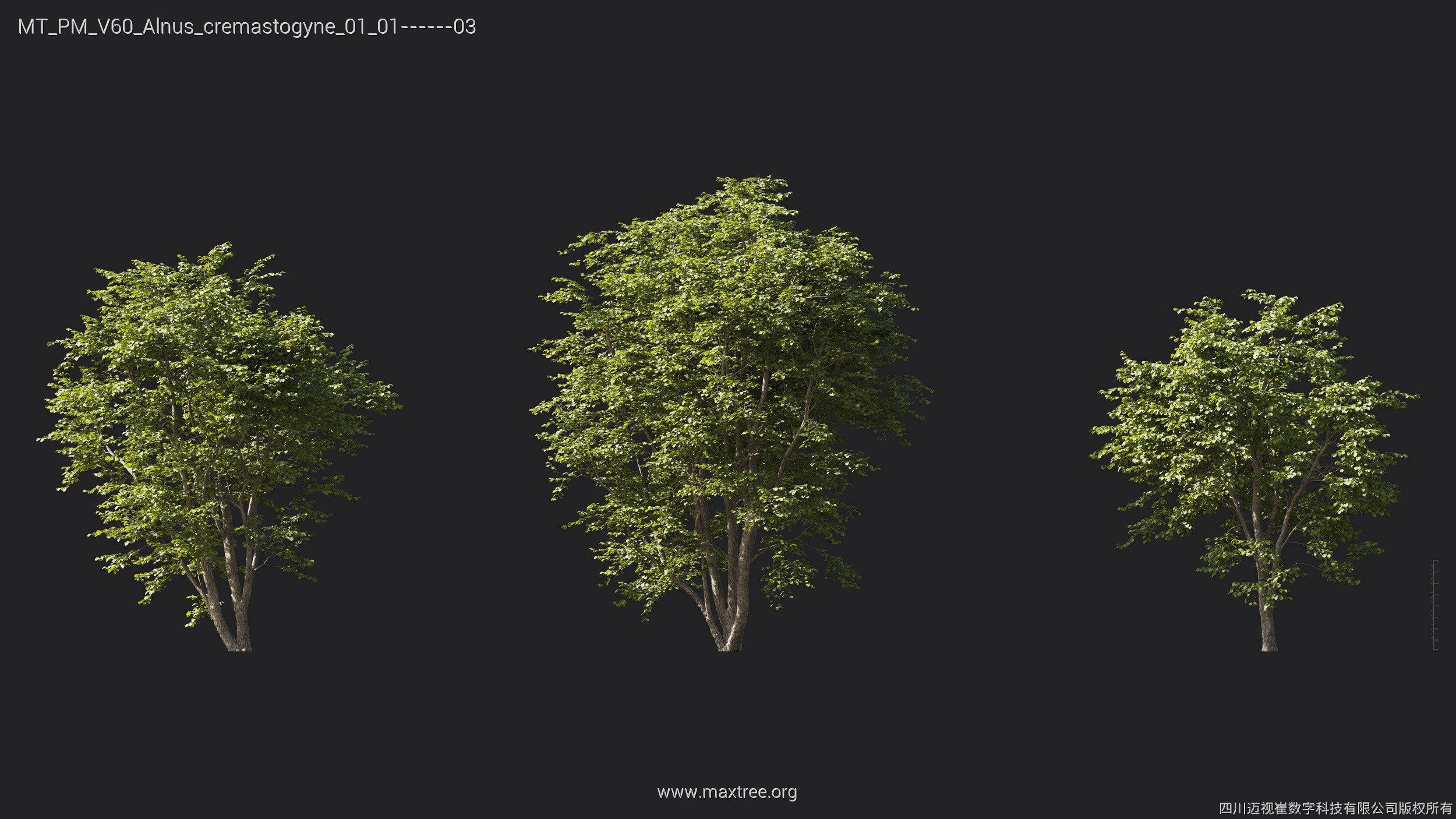 Maxtree Plant Models Vol 60 Mesh free 3D model CGTrader