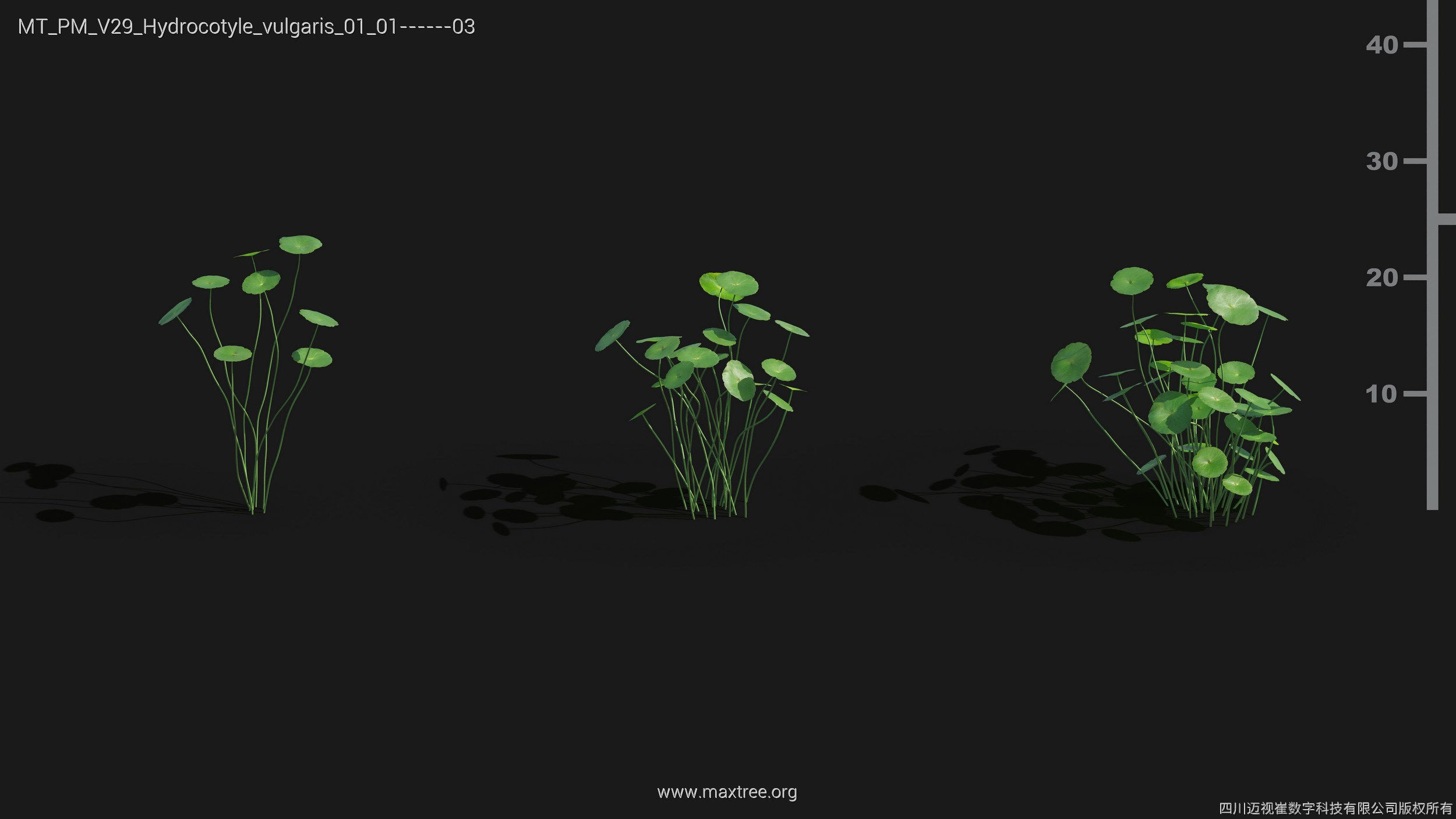 Maxtree Plant Models Vol 29 - Mesh 3D model | CGTrader