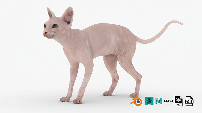 Realistic Sphynx Cat Rigged Low-poly 3D model