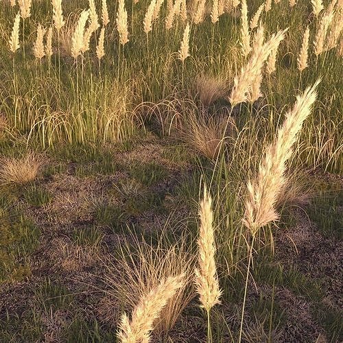 Field herbs 2  grass 3D model