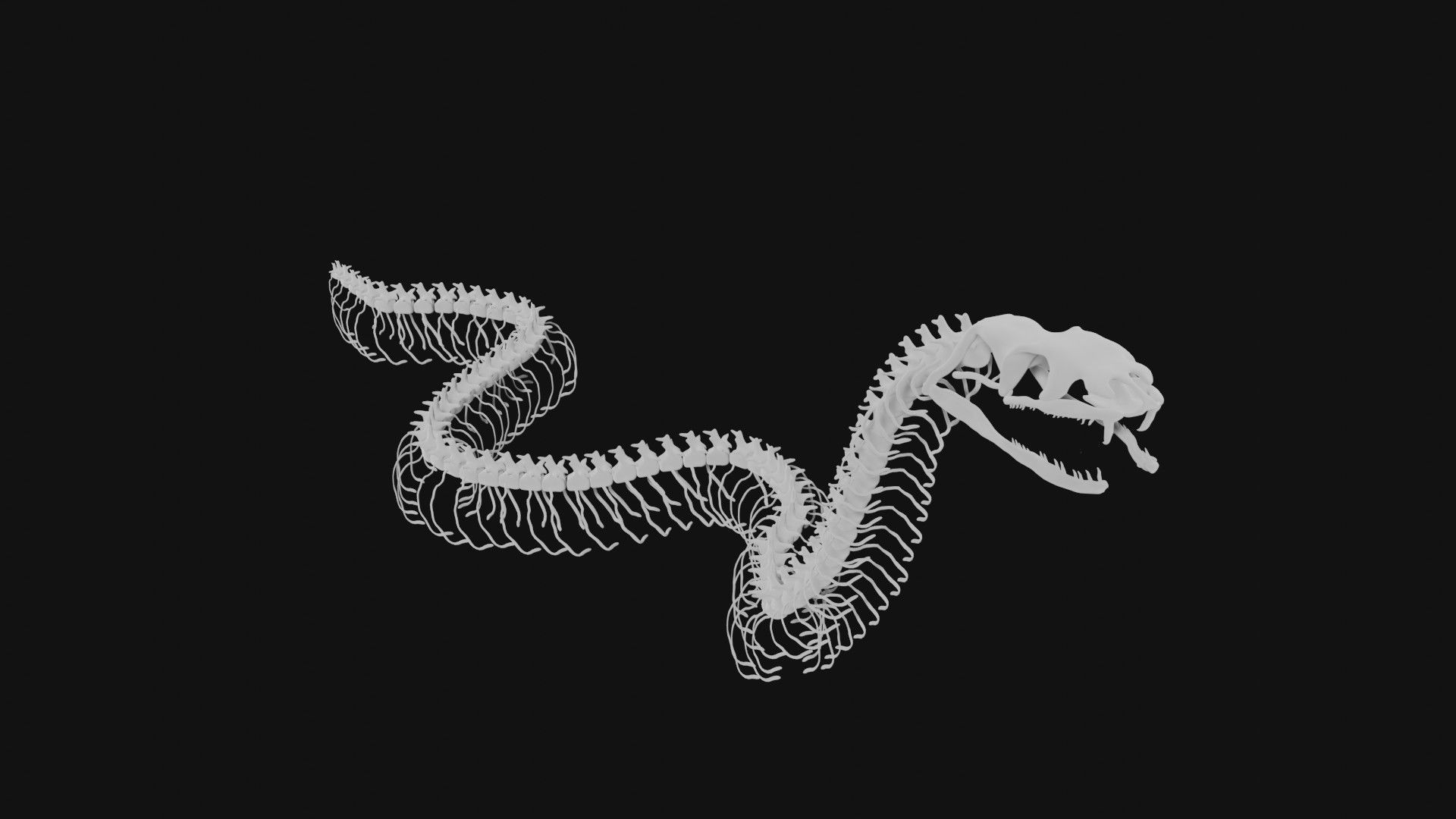 Snake skeleton 3D model CGTrader