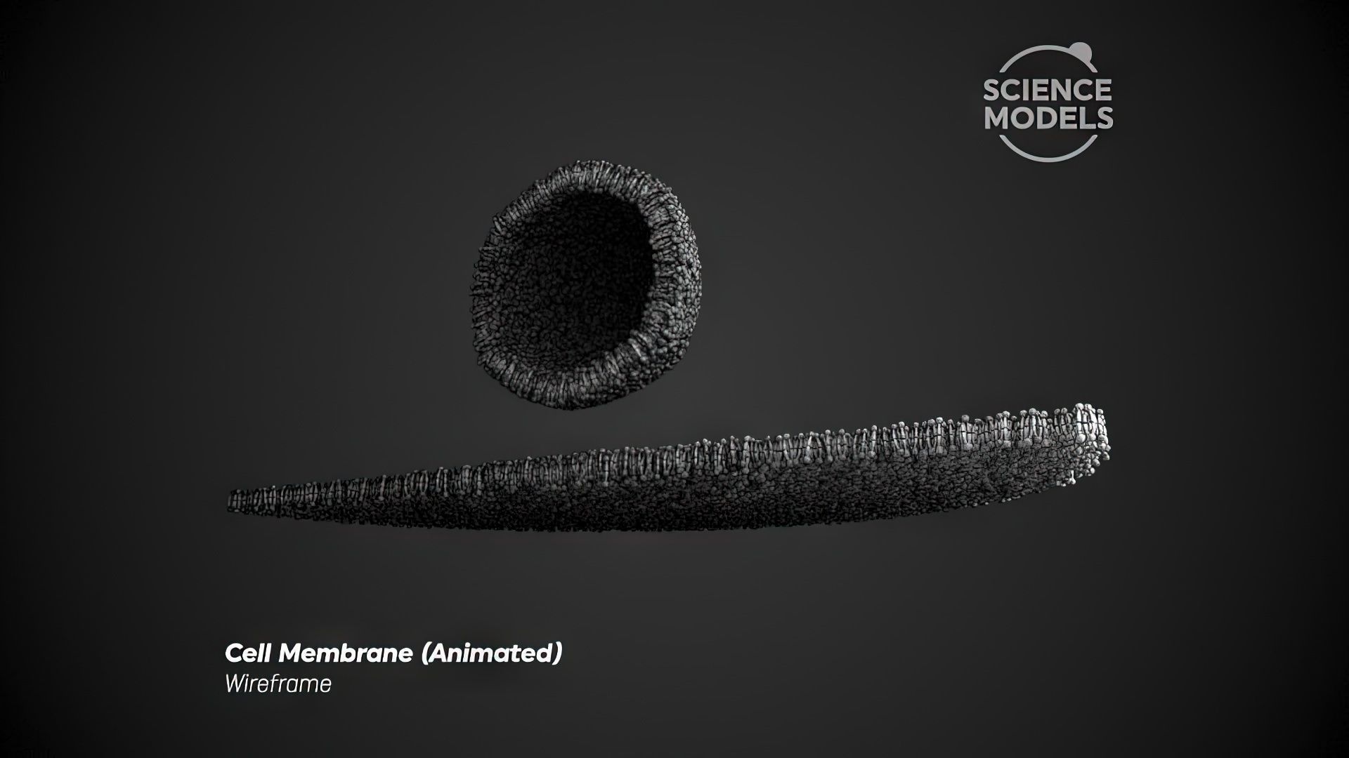 Cell Membrane Transcytosis Animation 3D model animated | CGTrader