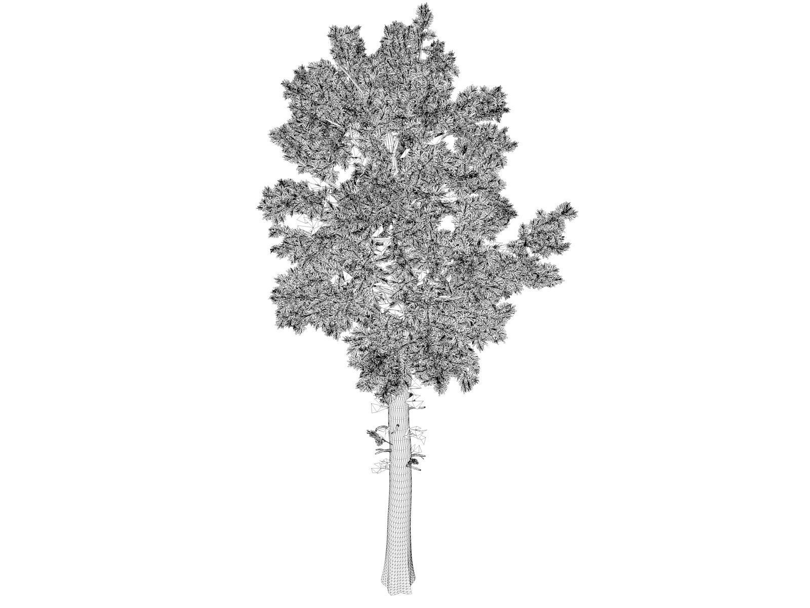 Loblolly Pine Tree 01 3D model CGTrader