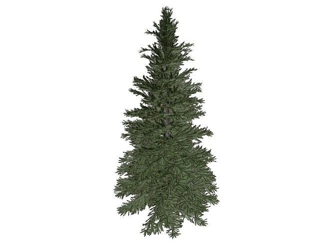 Norway Spruce Tree 04 3D model CGTrader