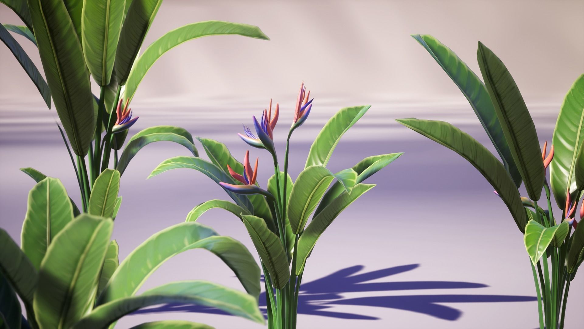 3D model Banana and Strelitzia Plants VR / AR / lowpoly CGTrader