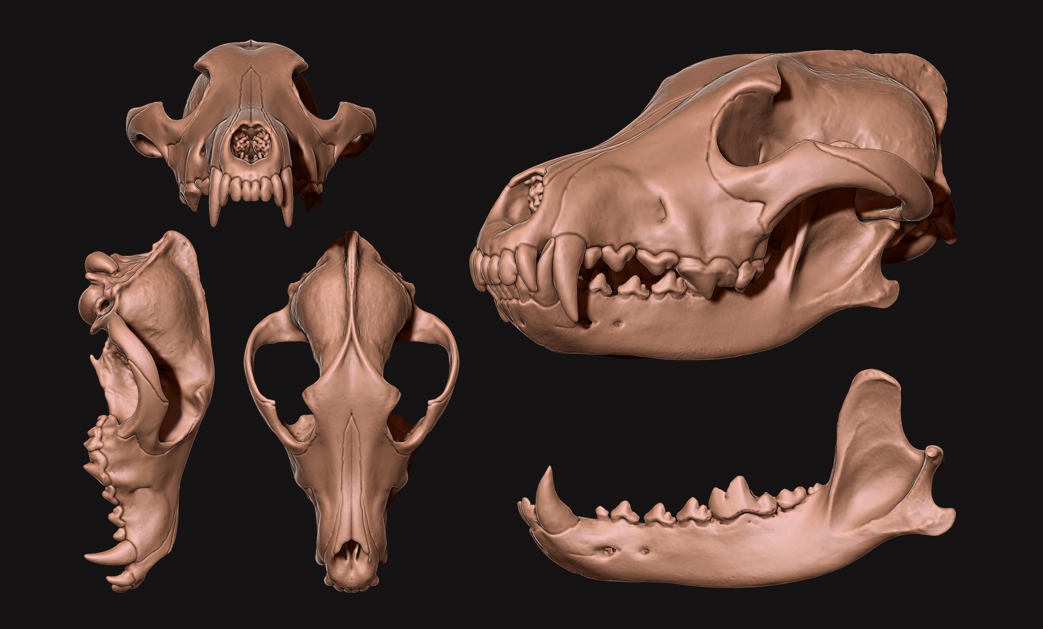 European Wolf Skull Canis lupus lupus CNC and 3D model