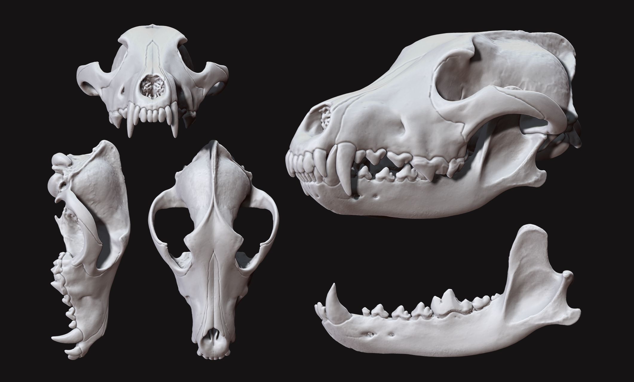 Wolf Skull Canis lupus lupus CNC and 3D model 3D