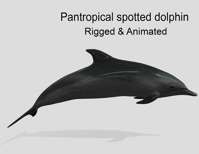 Pantropical Spotted Dolphin