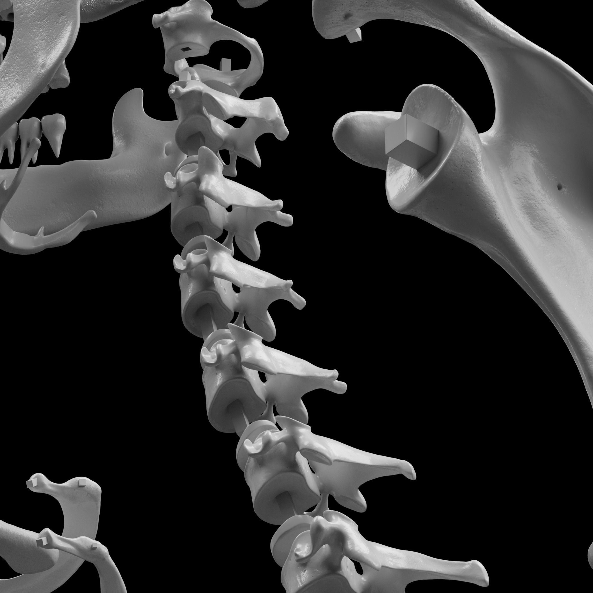 Human Skeleton - 3D Printing 3D model 3D printable | CGTrader