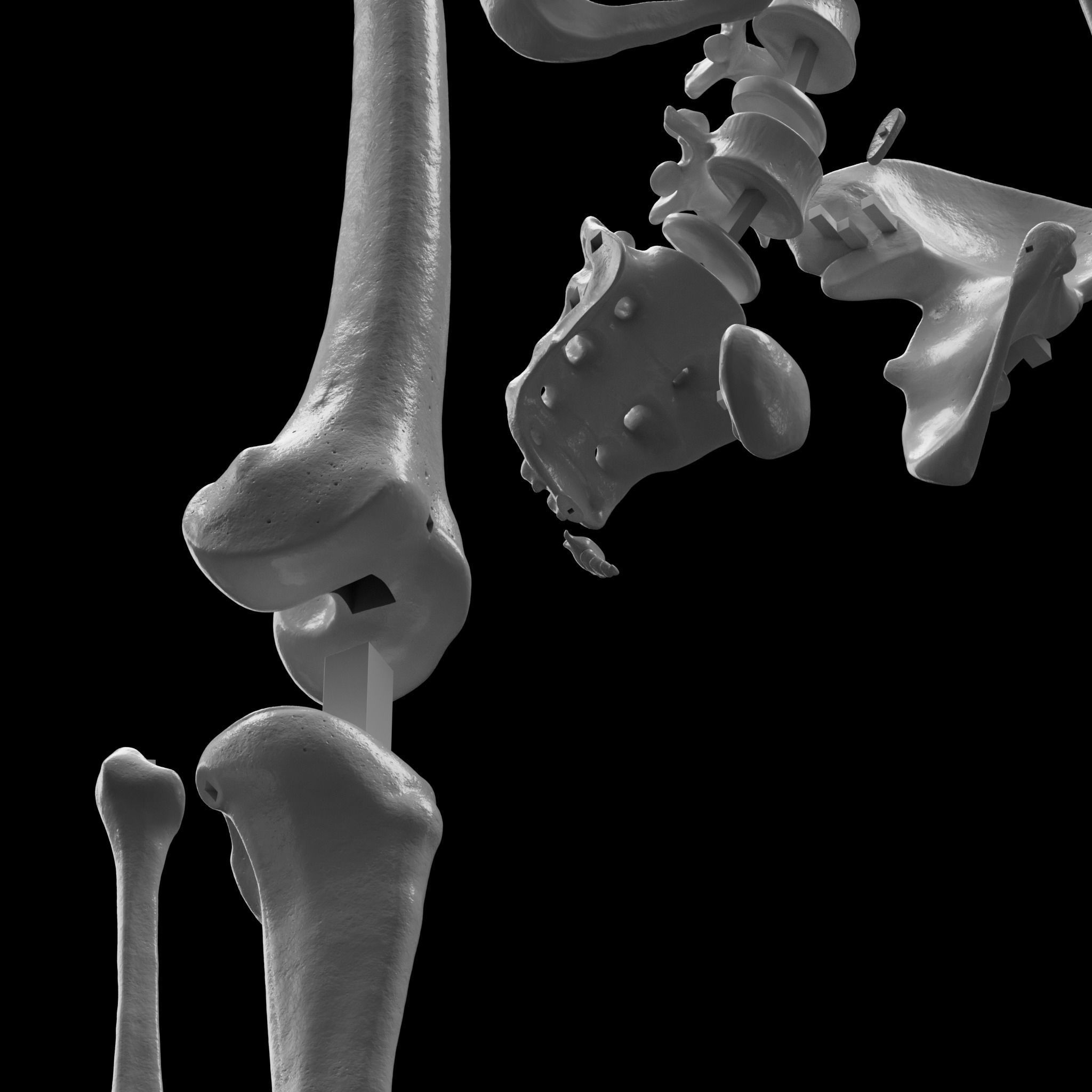 Human Skeleton - 3D Printing 3D model 3D printable | CGTrader