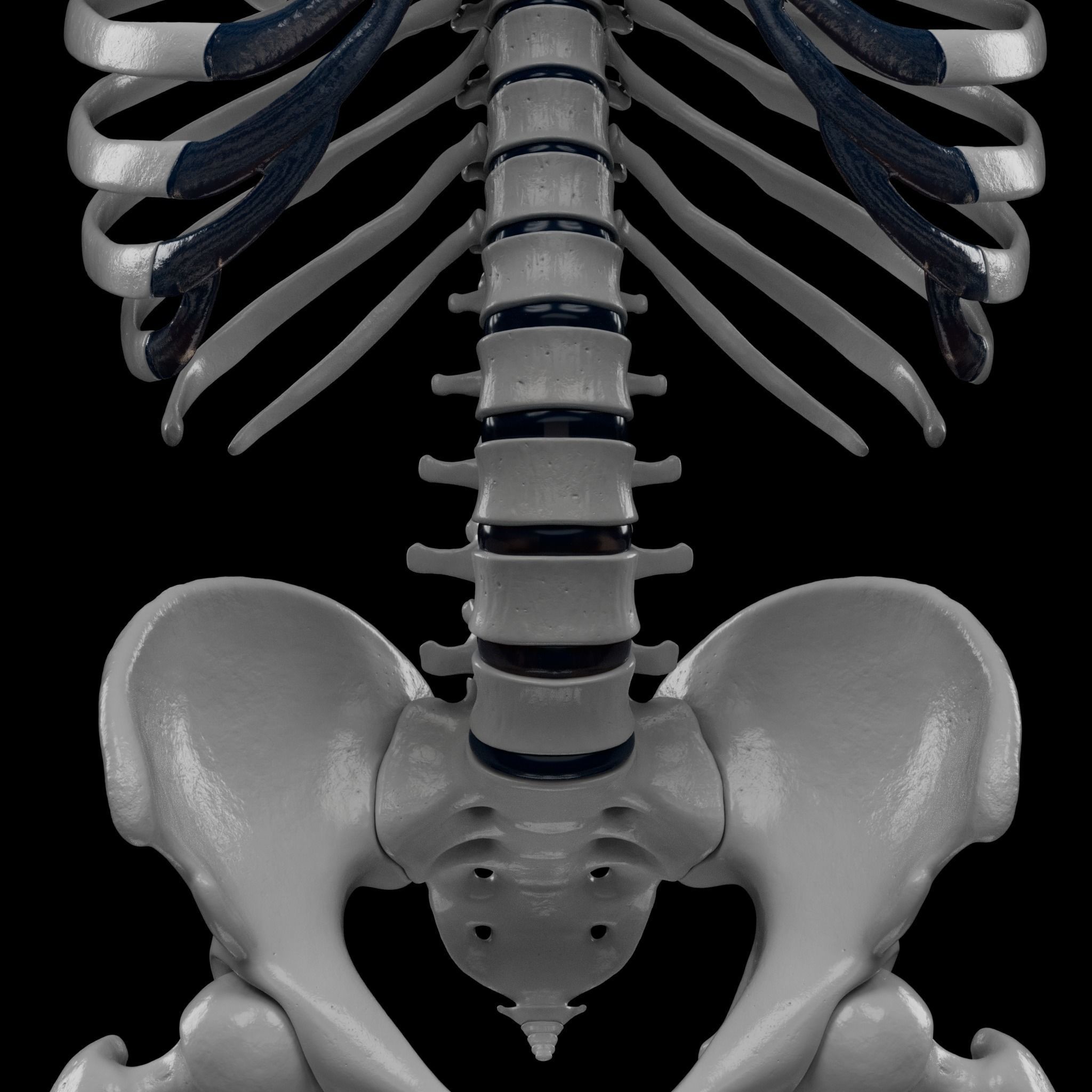 Human Skeleton - 3D Printing 3D model 3D printable | CGTrader