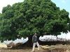 Odaa Tree free 3D model | CGTrader