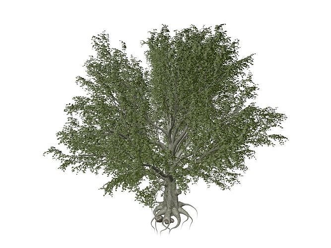 American Beech Tree - 10 -