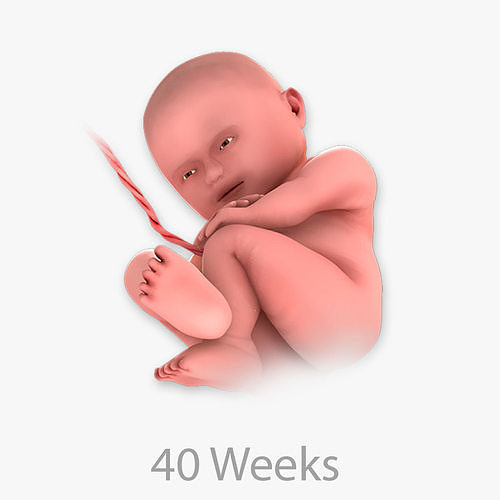 40 Weeks Human Fetus Low-poly 3D model