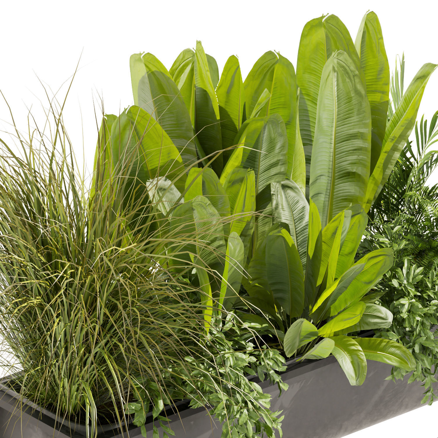 Collection plant vol 473 - palm - grass - boxplant - banana 3D model ...