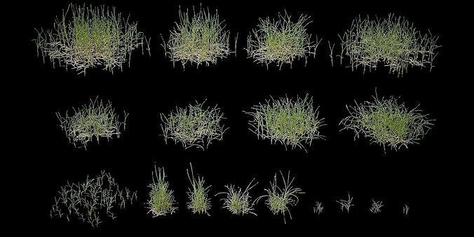 grass different grasses 3D model | CGTrader