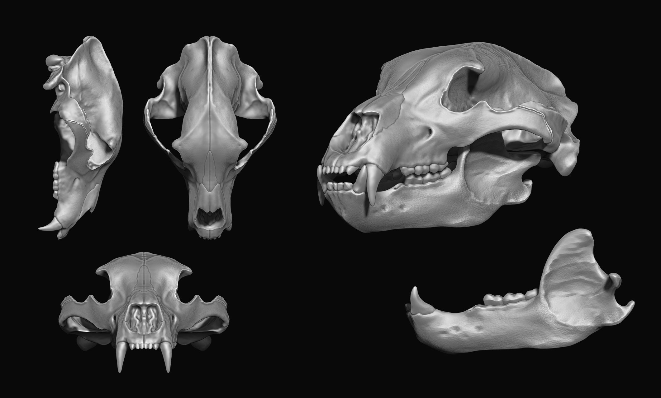 Brown Bear Skull Ursus arctos 3D model 3D printable CGTrader