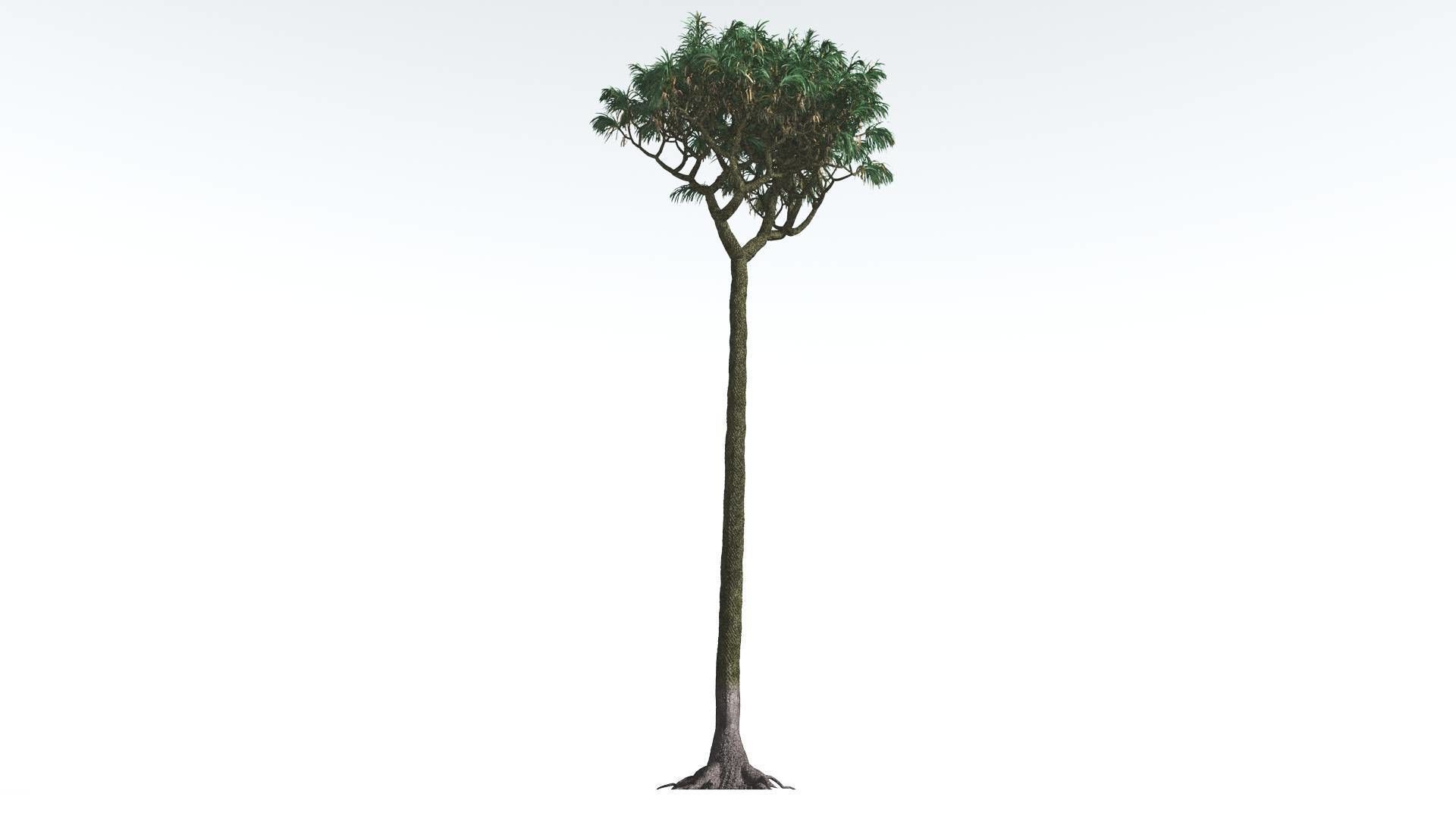 EVERYPlant Lepidodendron Scale Tree 3 14 Models 3D model CGTrader