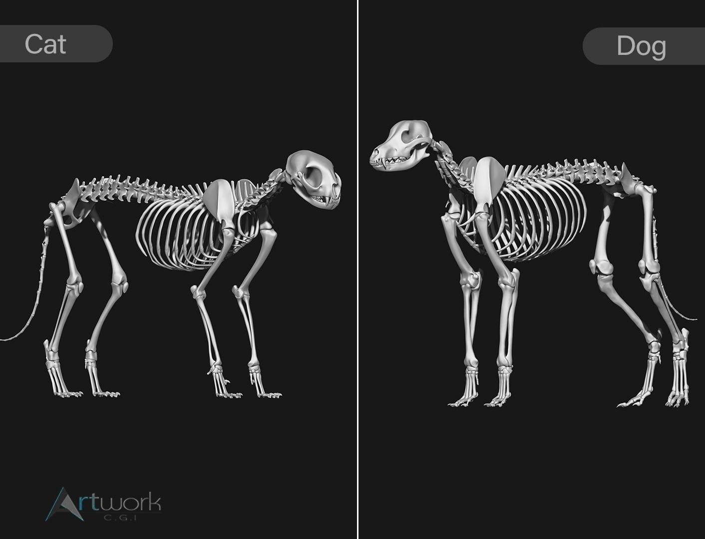 Cat and Dog skeleton 3D model CGTrader