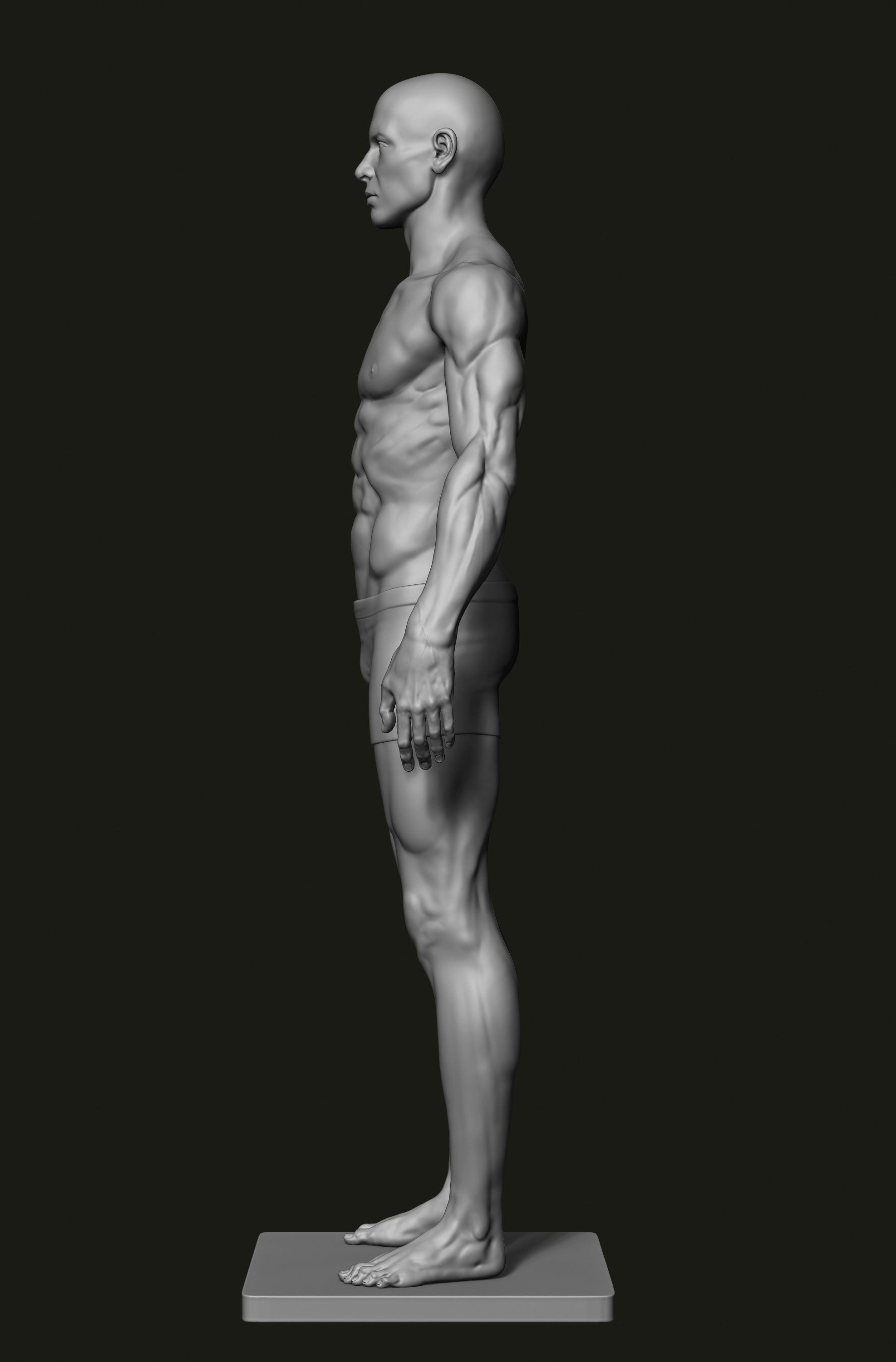 Male anatomy study 3D model 3D printable CGTrader