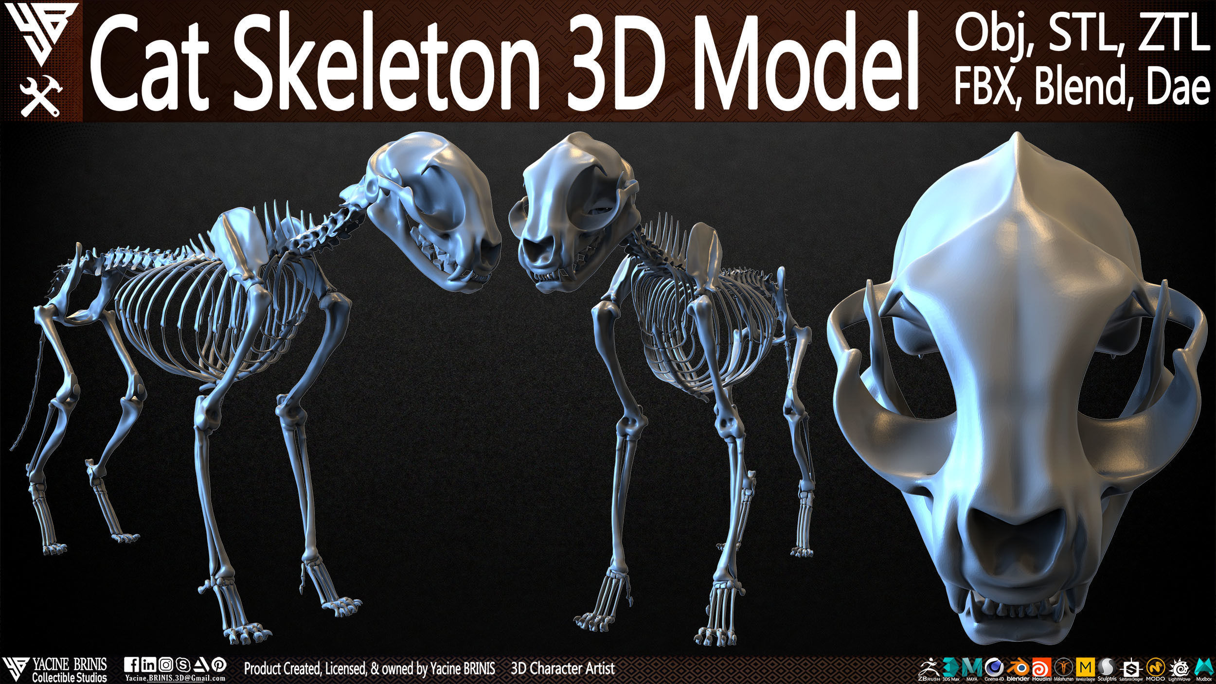 3D model Cat Skeleton 3D Model VR / AR / low-poly | CGTrader
