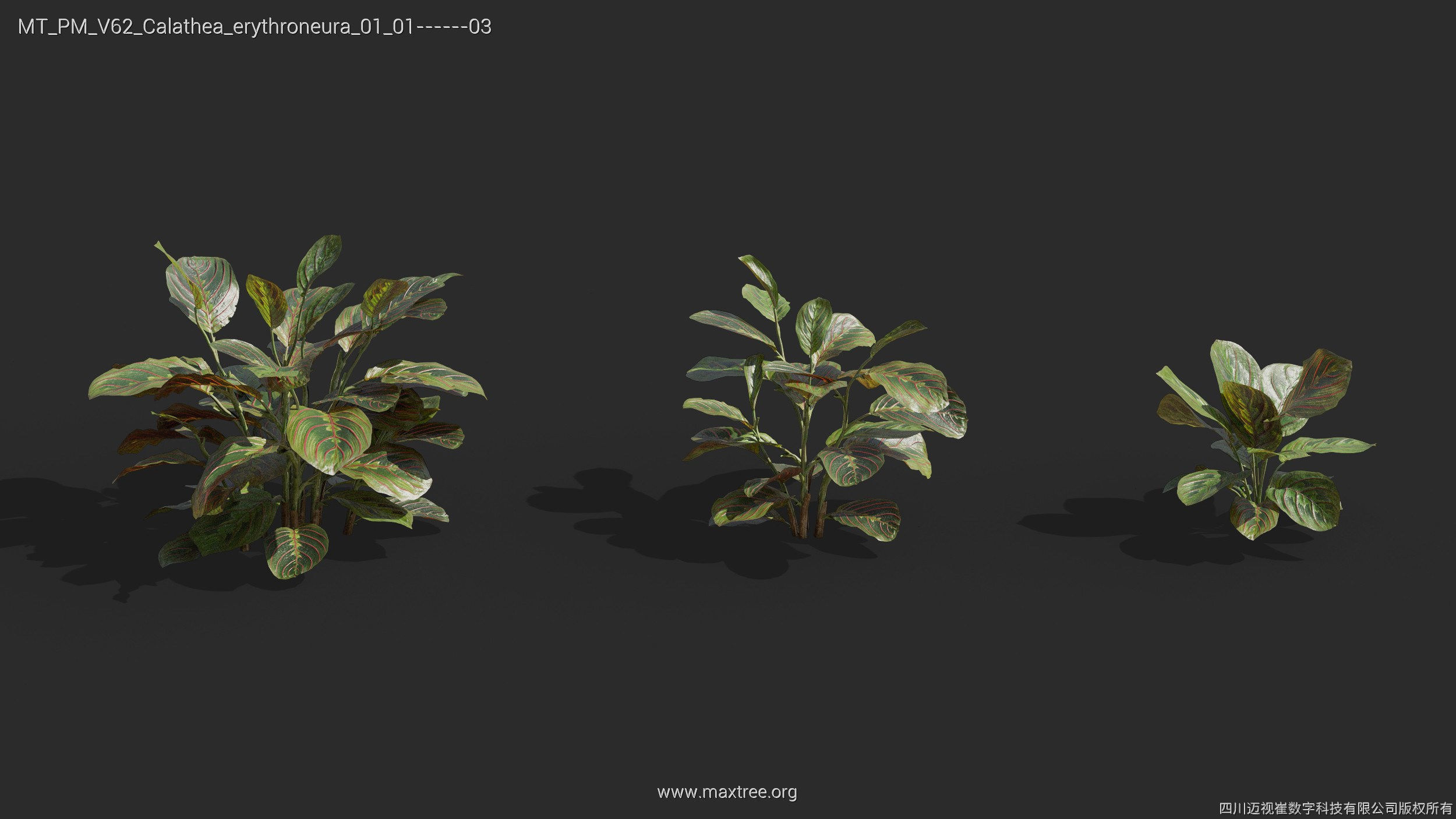 Maxtree Plant Models Vol 62 - Mesh 3D model | CGTrader
