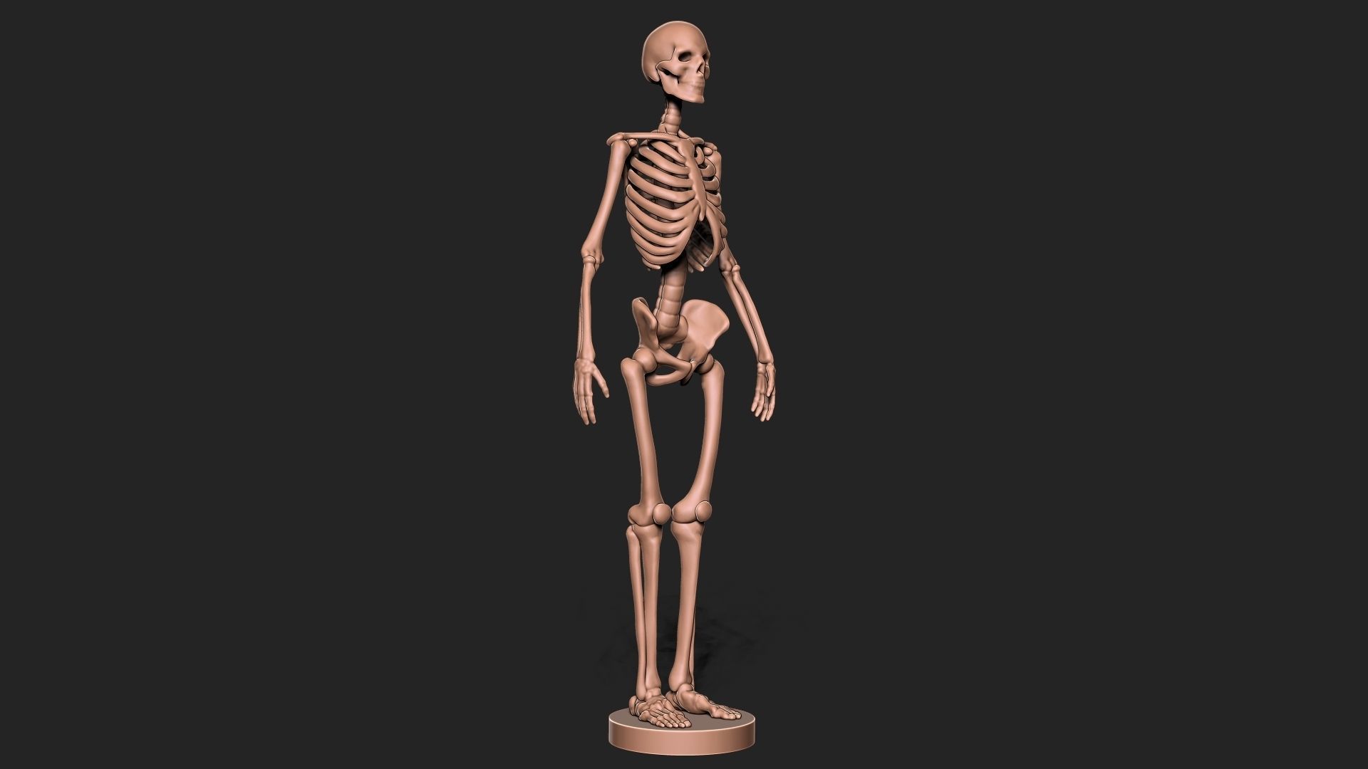 Skeleton 3D model 3D printable | CGTrader
