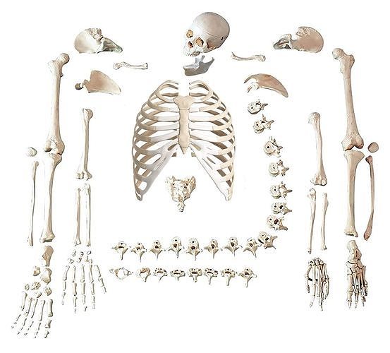 Large Printable Skeleton Parts
